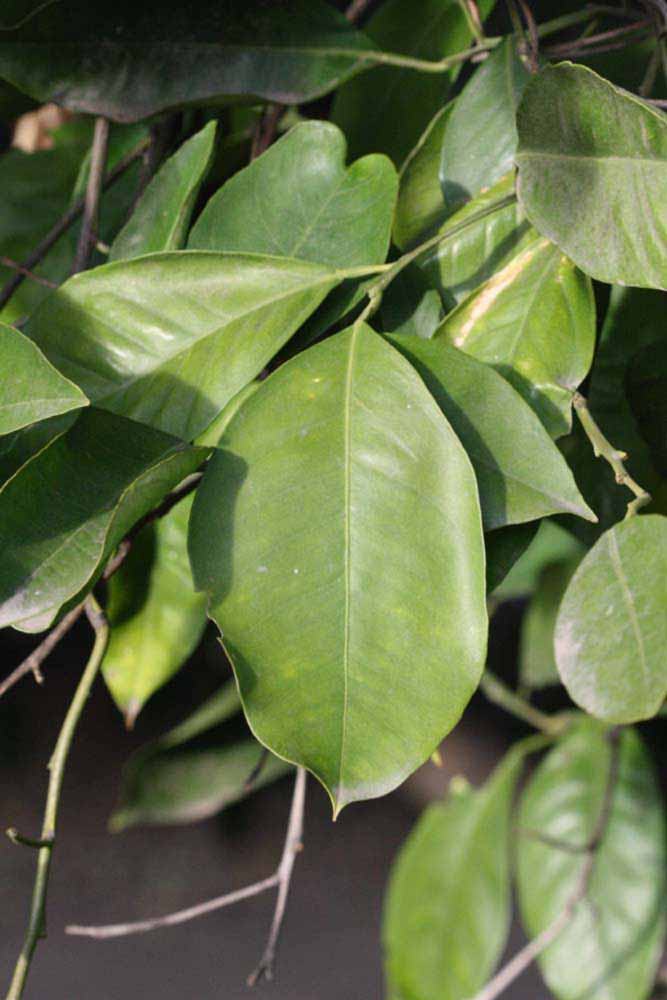            Sun leaves (Winter Haven, FL)   